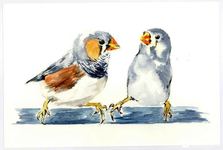 史上最详细的珍珠鸟饲养手册