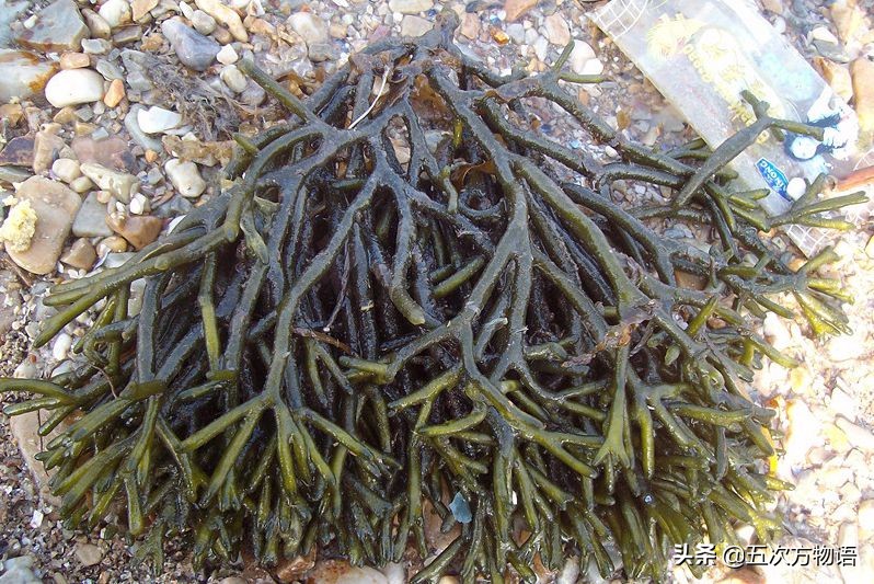 海里的食用藻类图片,青岛海边常见的生物