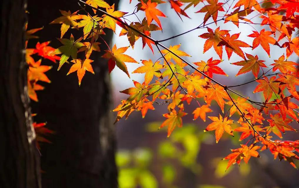 善良的种子,善良的种子故事