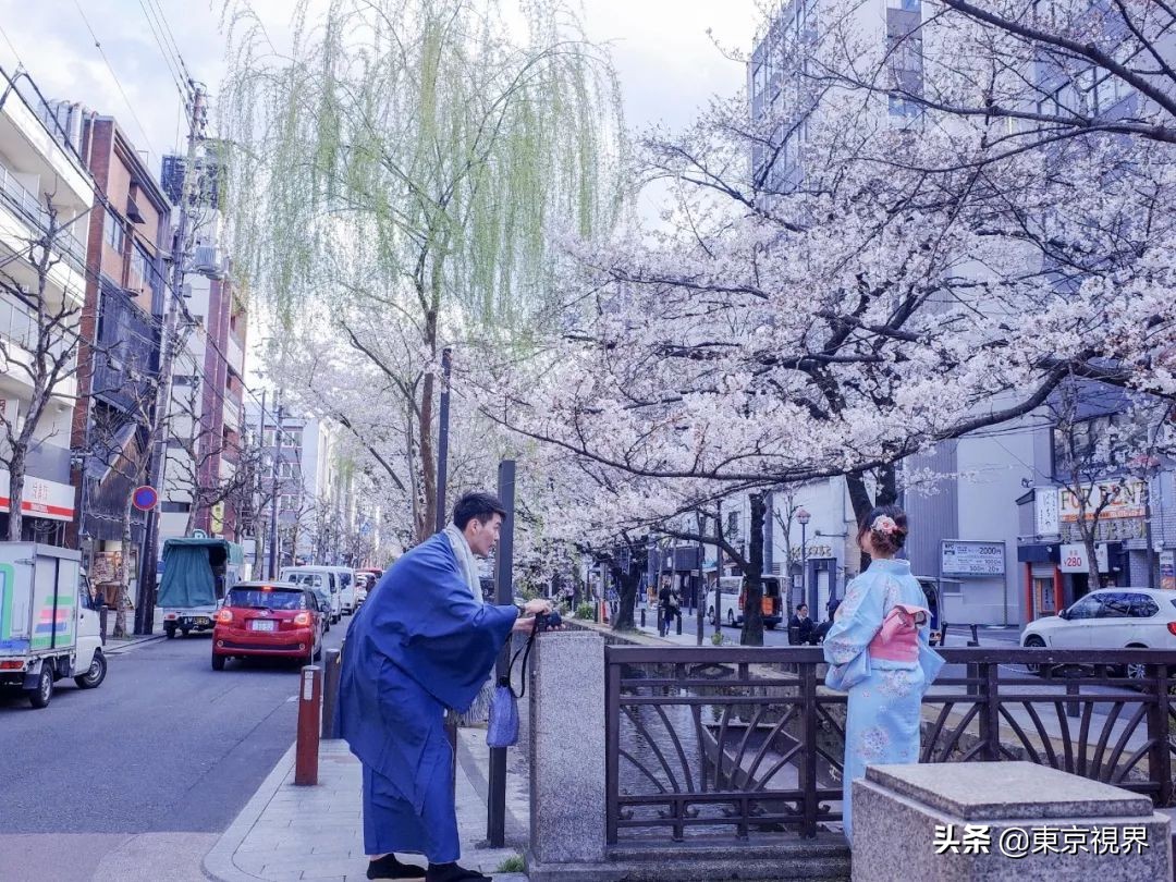 我在京都，攒下一整个春日的绝美樱色送给你。