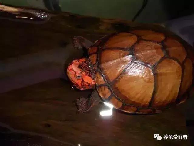 怎样才能养好龟，其实口诀不难，细节不少！