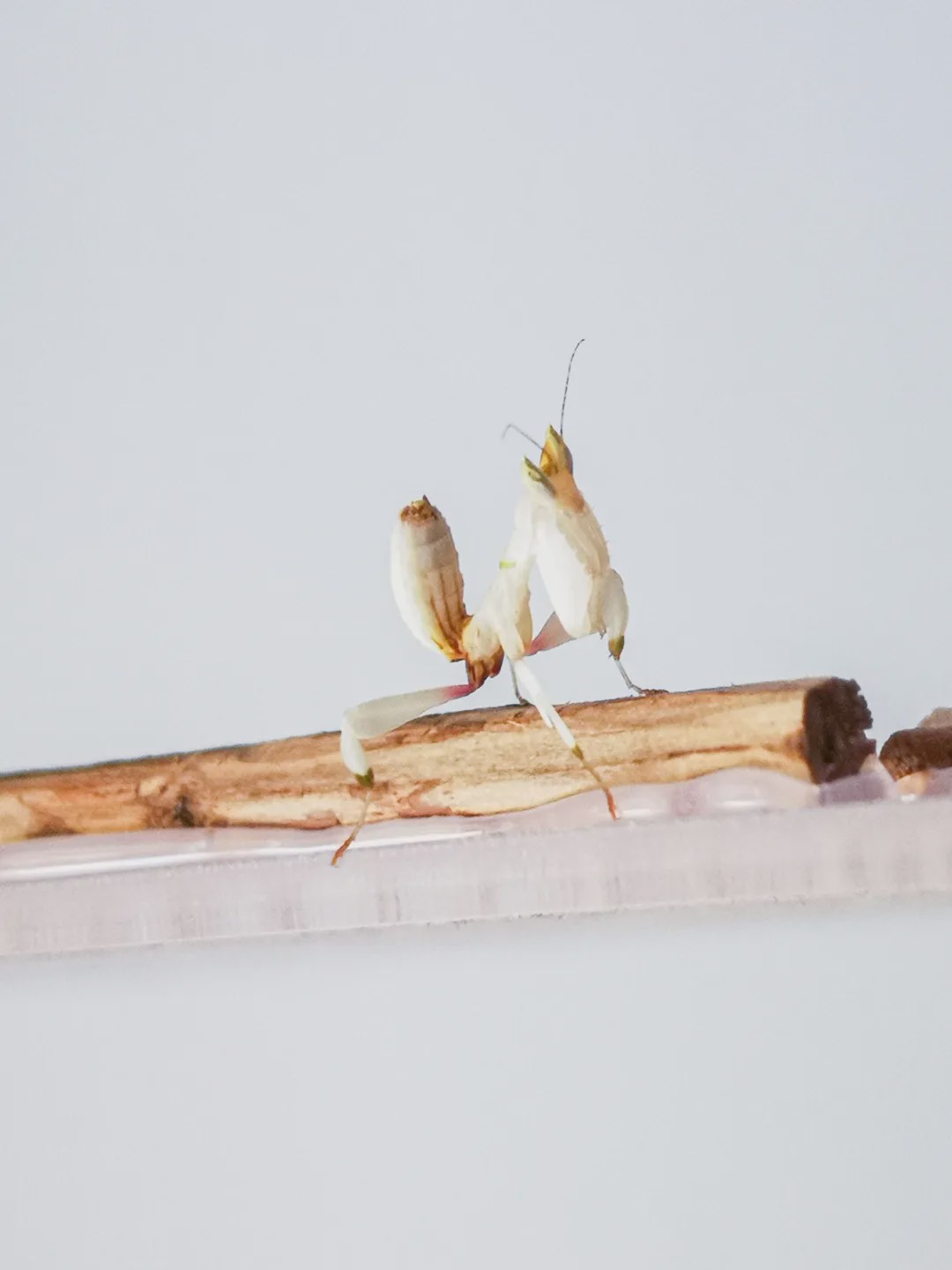 向往的生活锅碗瓢盆分别被谁养,向往的生活锅碗瓢盆4只狗