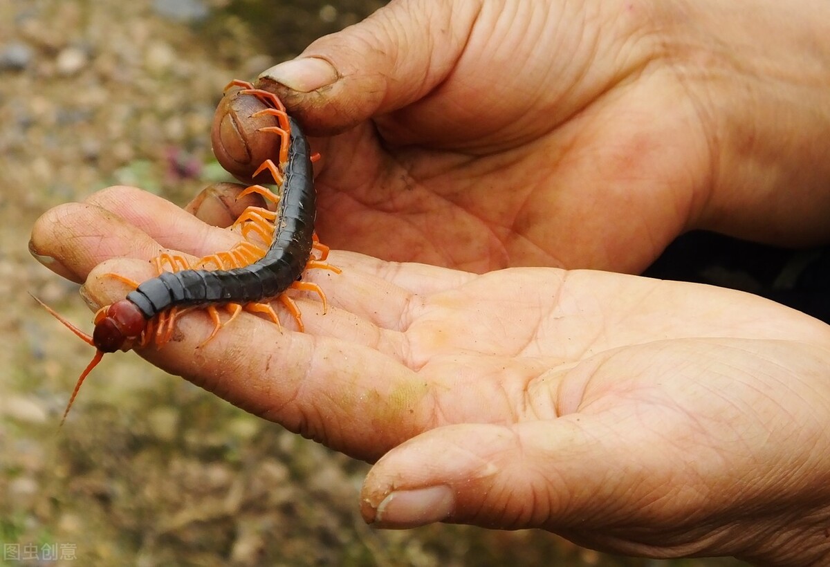 五毒蜈蚣怎么绣,五毒蝎子与蜈蚣