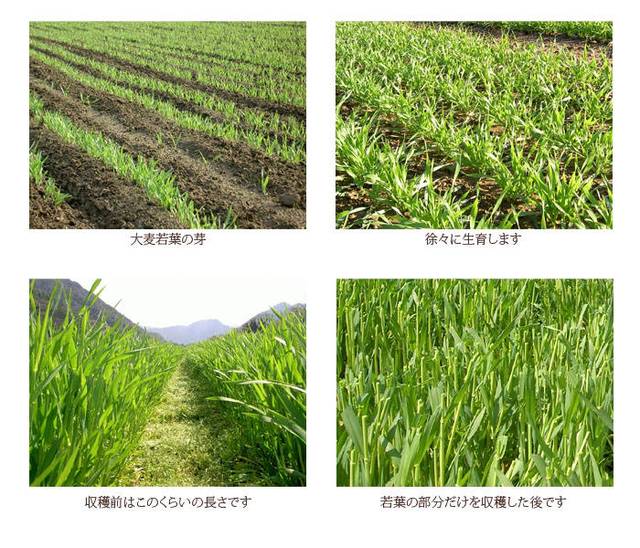 喝青汁是不是智商税,青汁减肥是不是骗人的