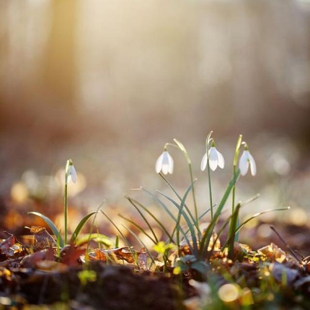 鍘熷垱鎴戠殑鑳屽寘,鍘熷垱璁捐閽卞寘