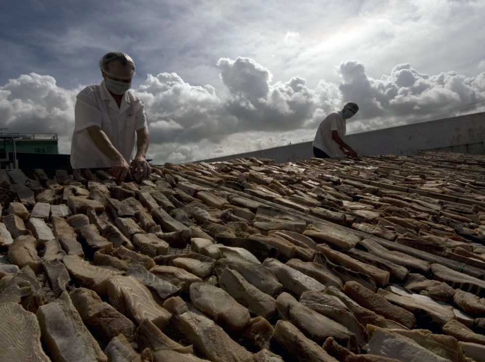 正宗的鱼翅汤,家庭自制鱼翅汤
