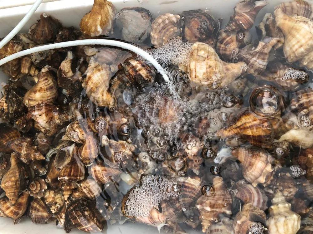 二月份威海海鲜价格,威海海鲜价格实时查询系统