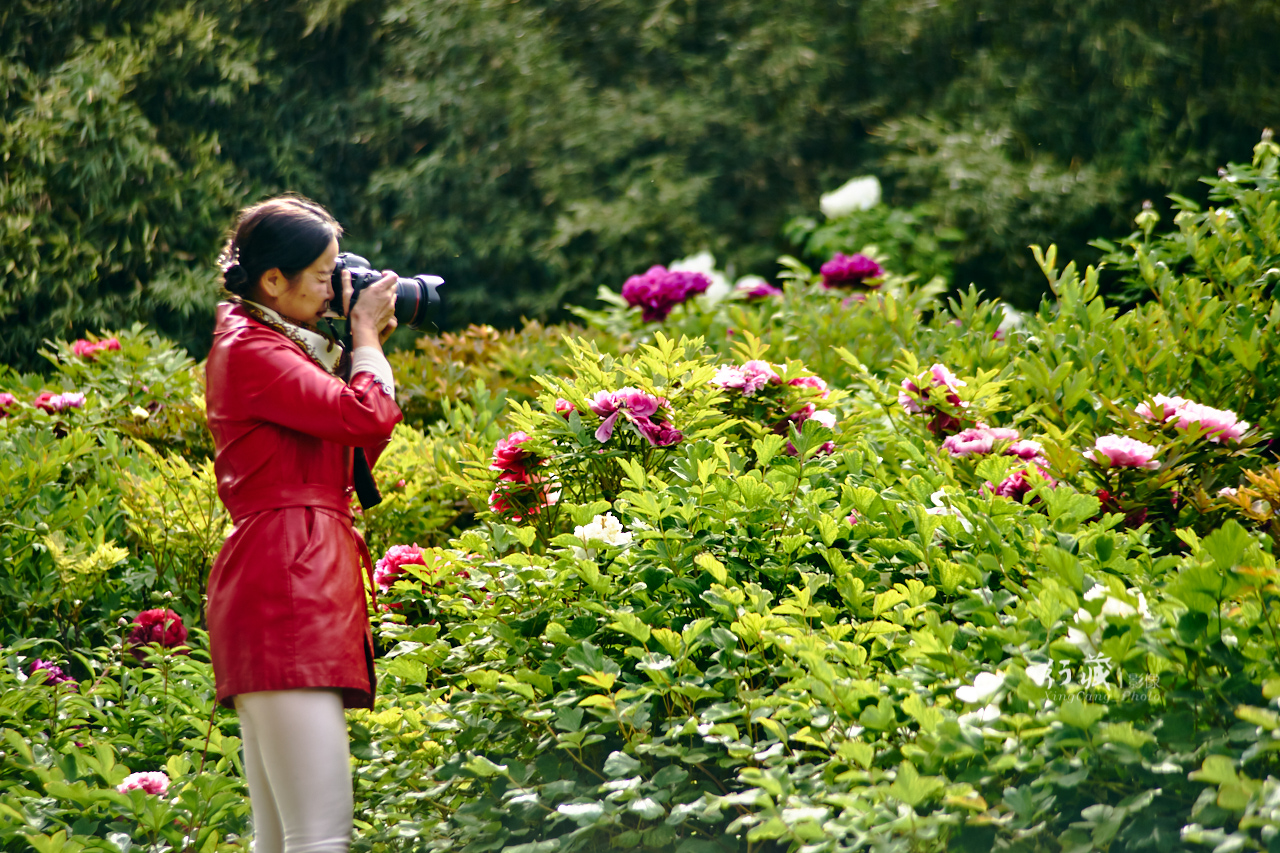 牡丹盛开的地方牡丹园,牡丹园牡丹花竞相绽放