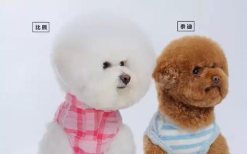 比熊和泰迪最大的区别在哪里,养比熊和泰迪的区别是什么呢图片