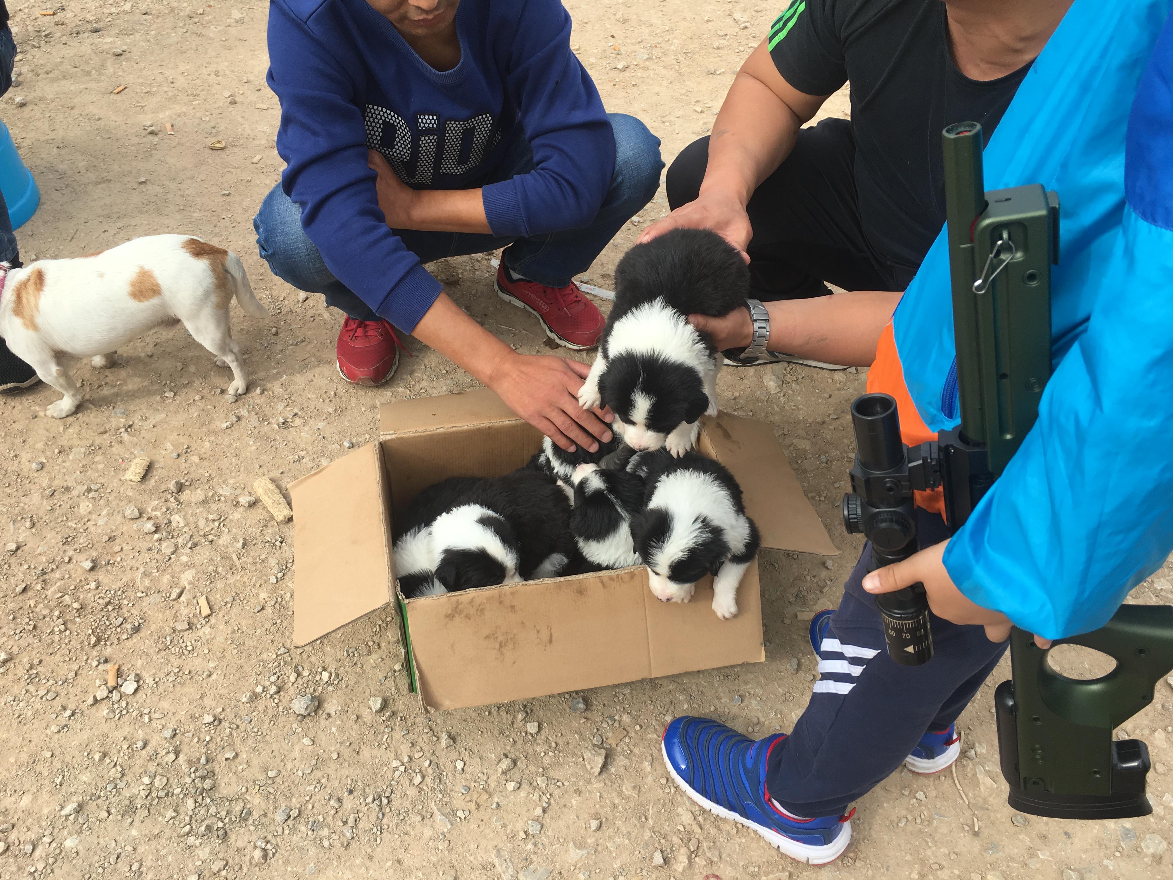 男子买一只狗4000元,开封狗市边境牧羊犬出售