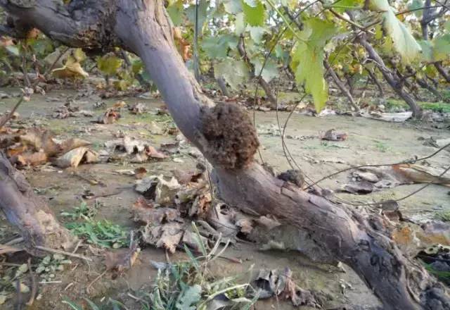 累了一年总结,葡萄病害对照表图