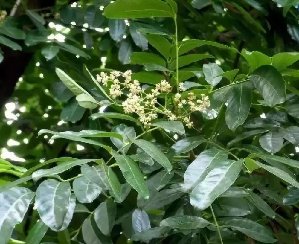 每日花语金盏花,桃花心木的种树方法