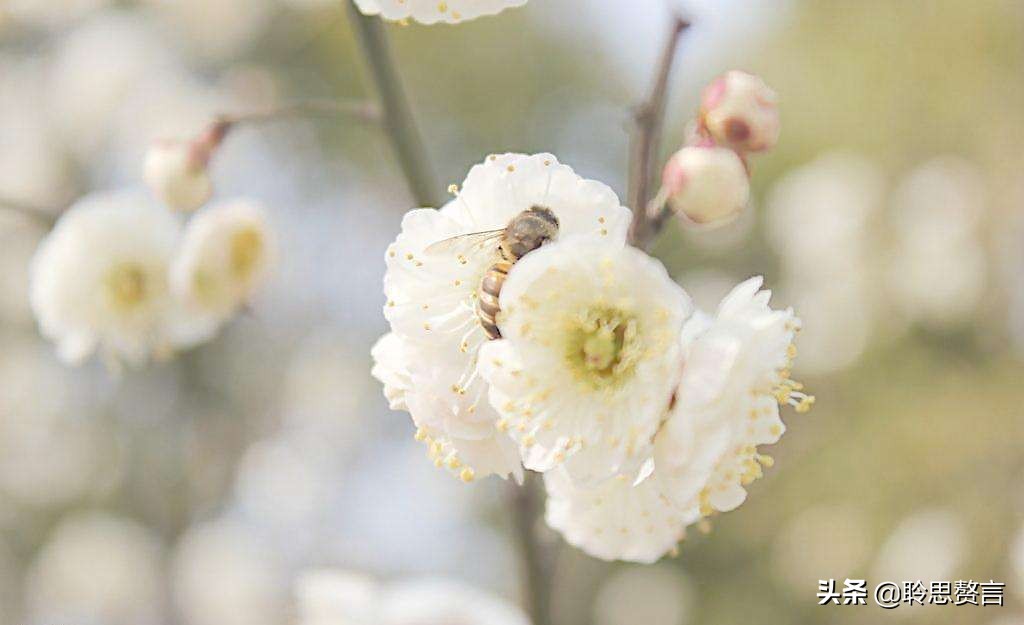 蜜蜂诗句赏析100首,蜜蜂诗精选一首