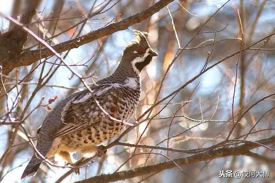 估计很多人只听说过飞龙鸟的美名，却从来没有见过它