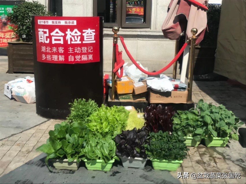 共享菜园推广方案策划,蔬菜种植主题展示活动策划