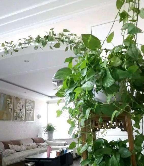 绿萝怎么养才能使它绿油油的,绿萝怎么养才能更旺盛叶子更翠绿