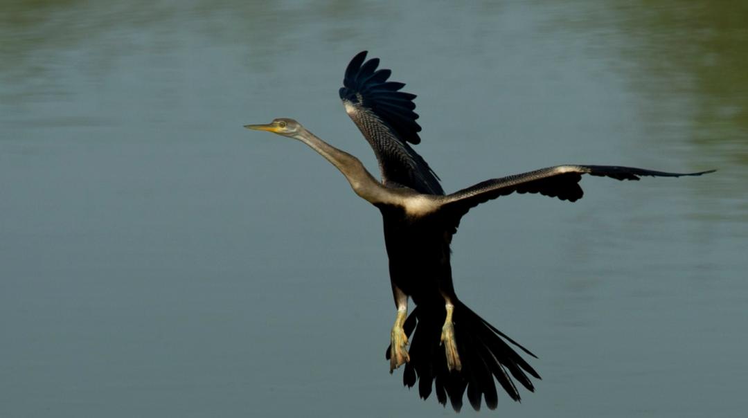 恐龙灭绝之后的大鸟,时隔80多年神秘大鸟再次现身