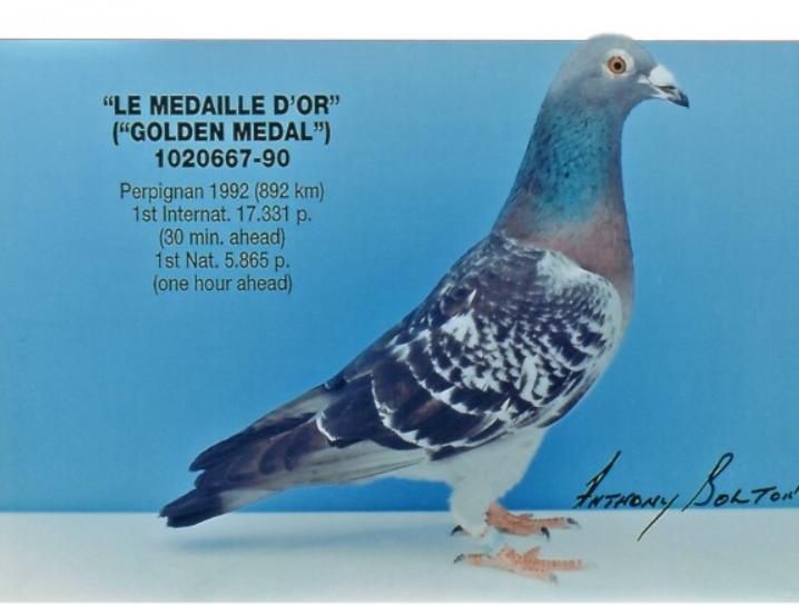 世界养鸽名家前50名,10大顶级赛鸽名家