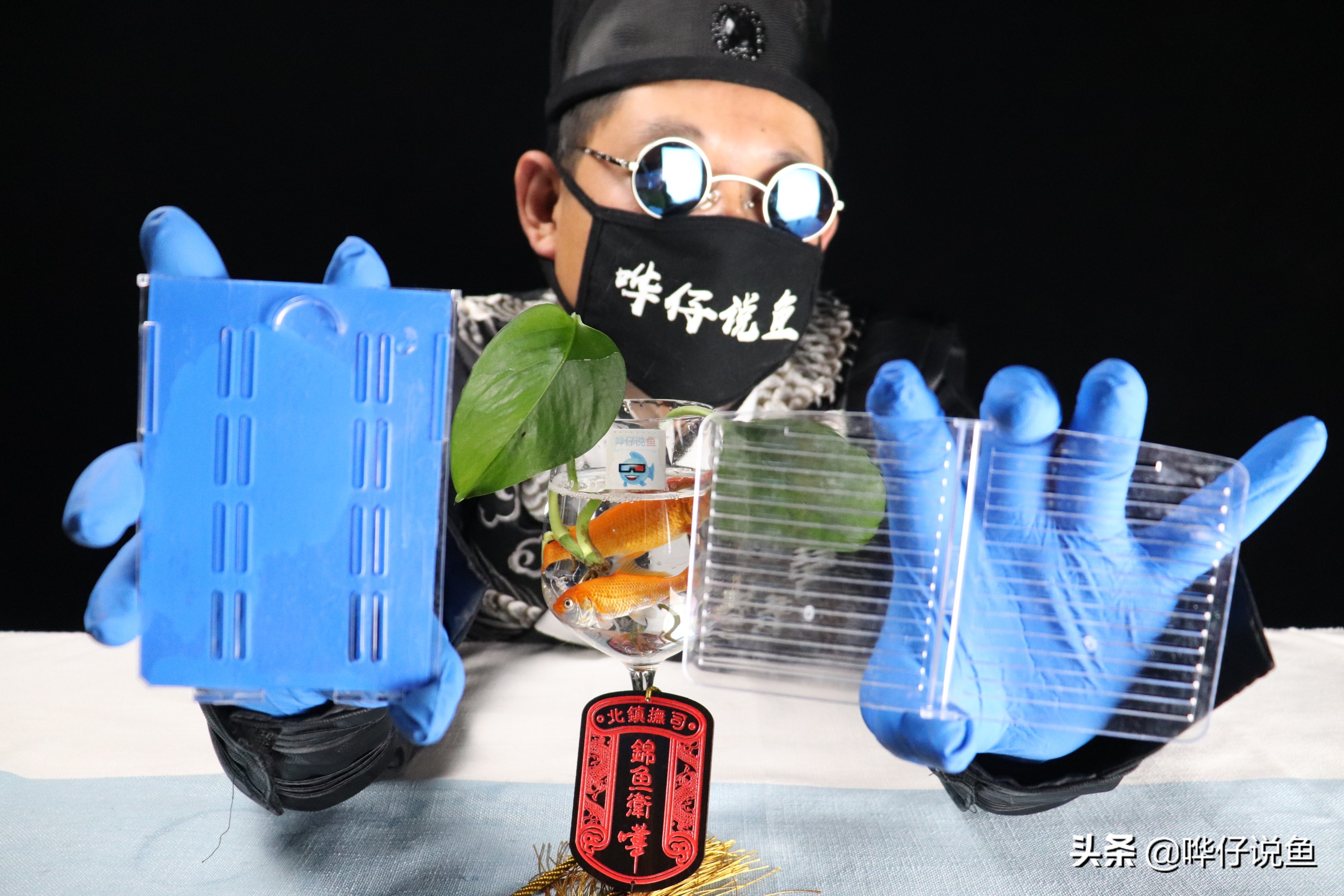 什么是一剑九雕养鱼法？一边偷懒一边养观赏鱼，其实是有套路的