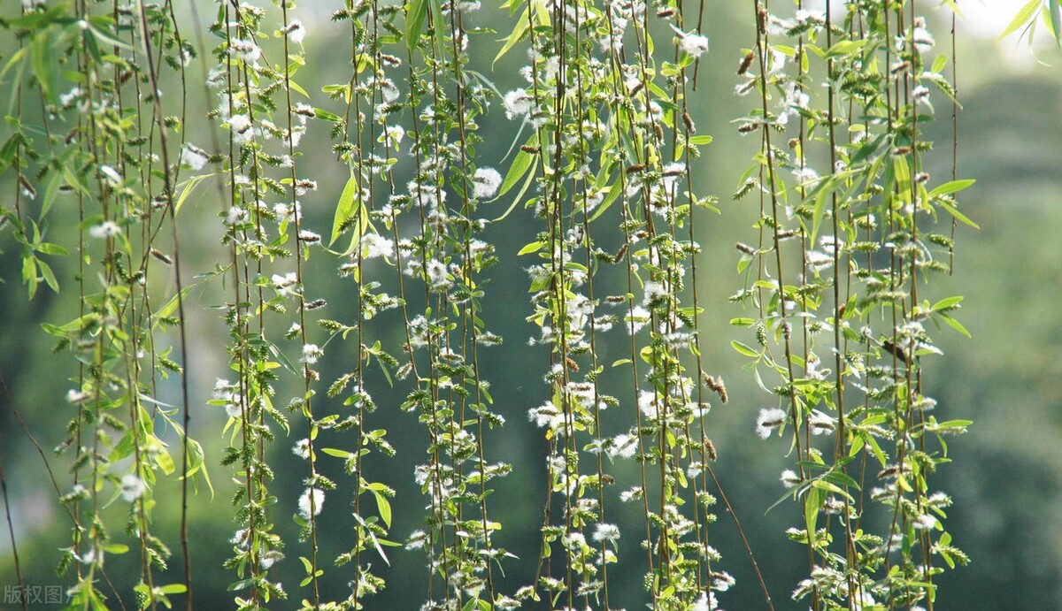 咽喉炎很难好怎么办,咽喉炎治标不治本怎么办