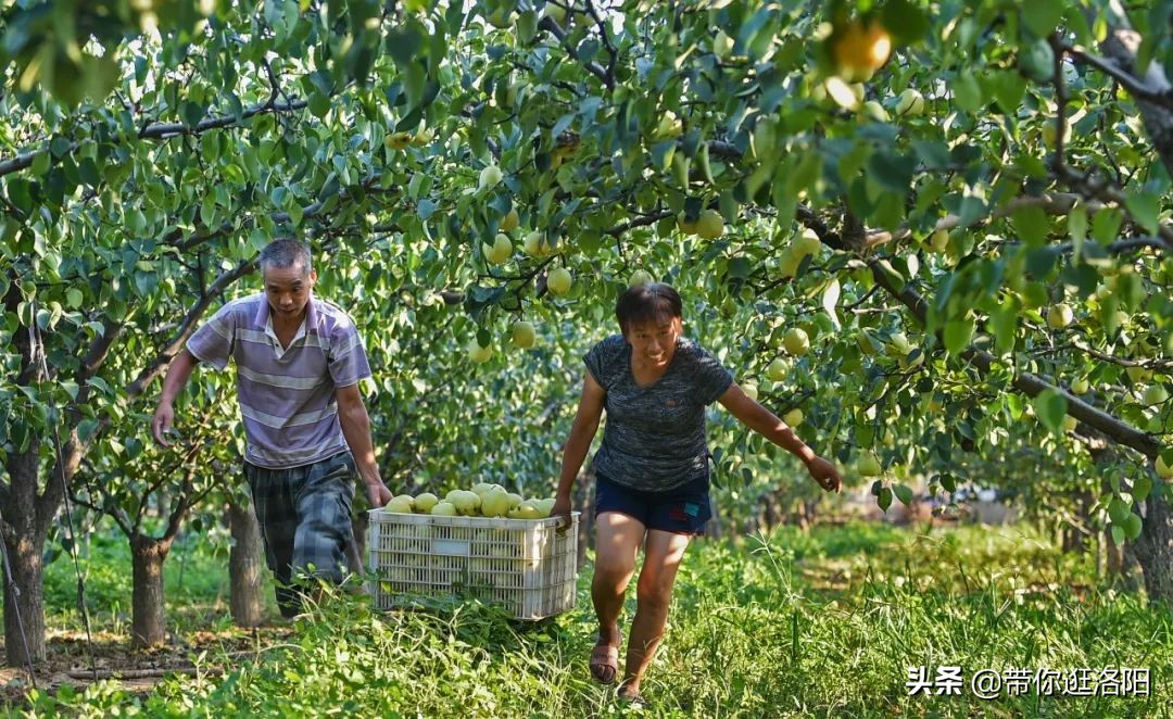孟津5月采摘园哪个比较好,洛阳采摘攻略