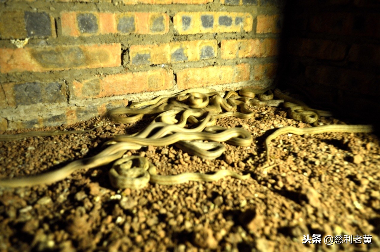 慈利“蛇女”赵婷的养蛇致富故事