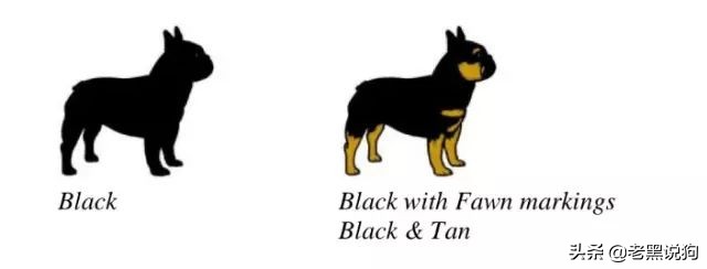 蓝法斗长大后毛色变化,国际认可纯种法斗毛色