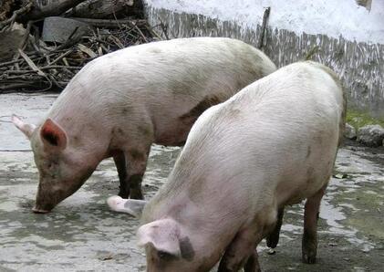 仔猪腹泻的最佳解决方法,仔猪腹泻的原因及解决方法