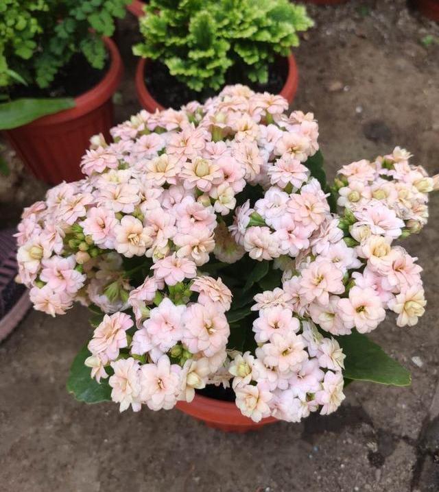 长寿花越长越难看，给它理个“大平头”，呼呼冒新芽，来年花更多