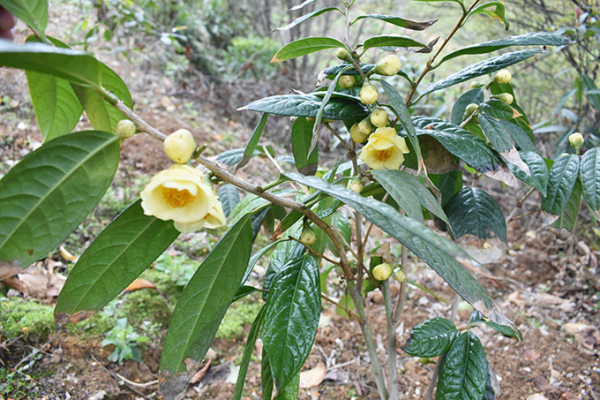 中华人民共和国野生植物保护名录,濒危保护植物名录药用植物多少种