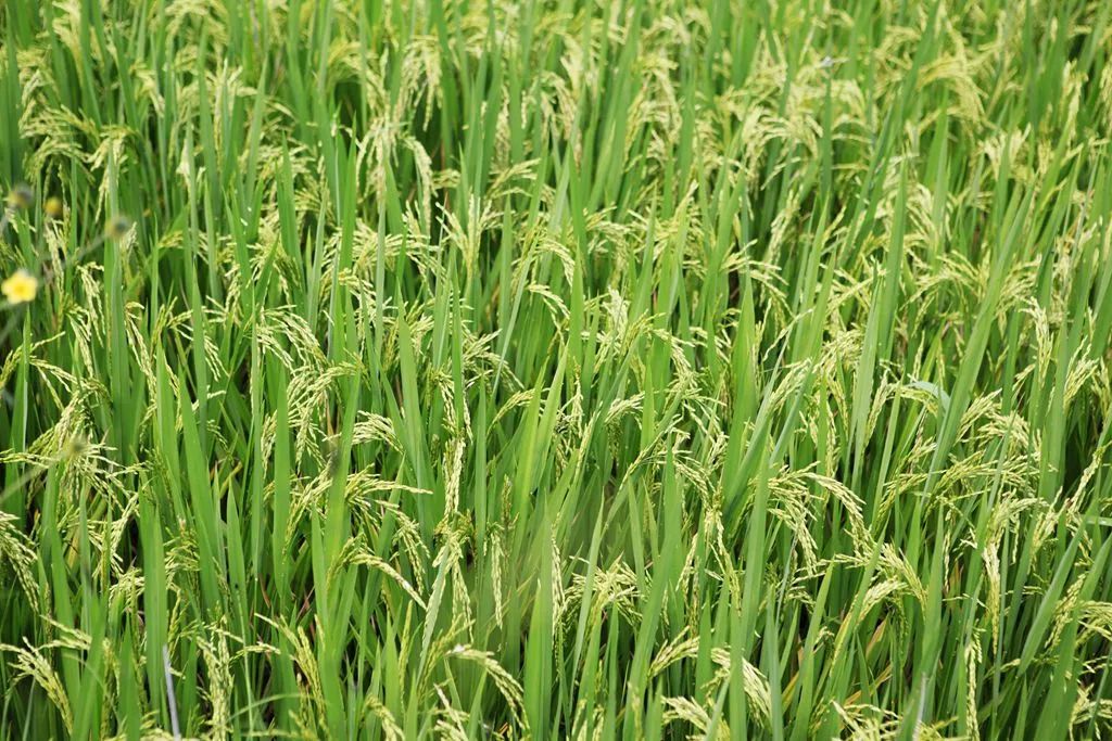 汉中龙池湖攻略,汉中龙池湖简介