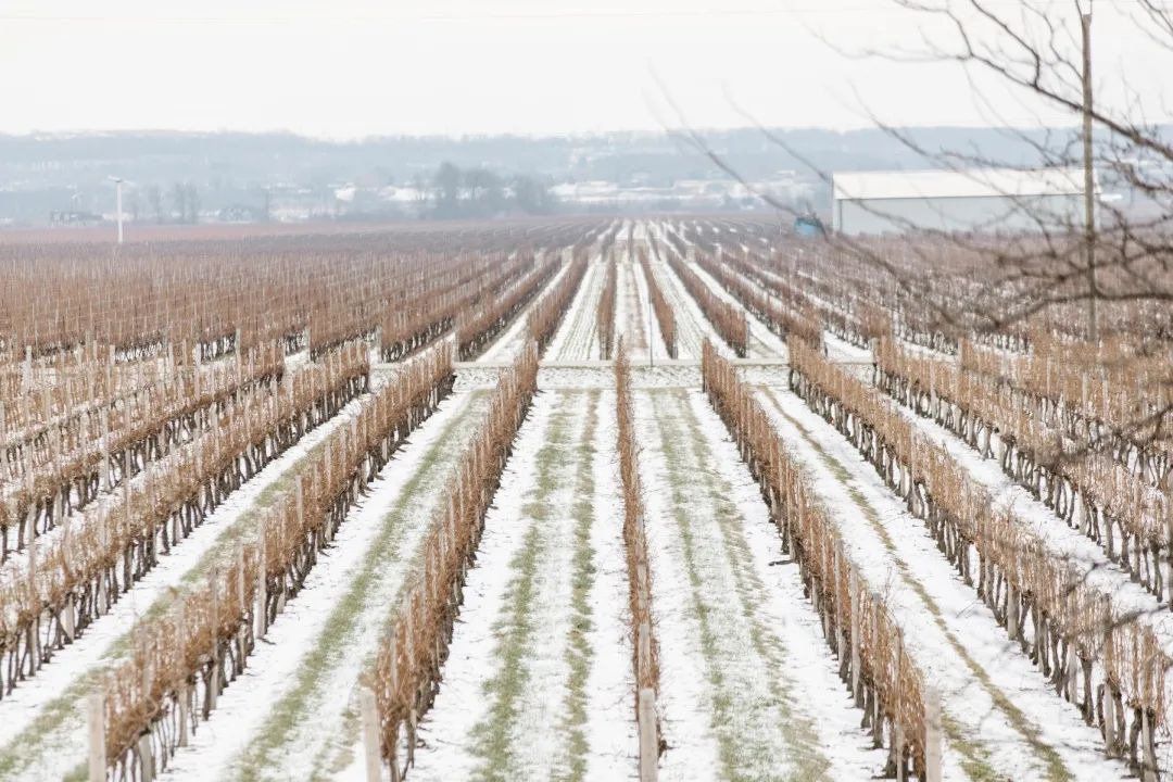加拿大冰葡萄酒甜红,50年左右的加拿大冰酒