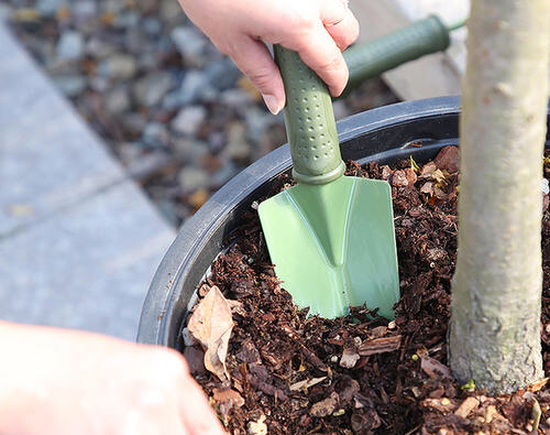土壤里有虫可以养花吗?一闷,二晒,三消毒,养花赞,长得旺