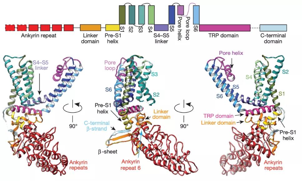 研究温度感知与触觉的两位科学家获生物诺奖