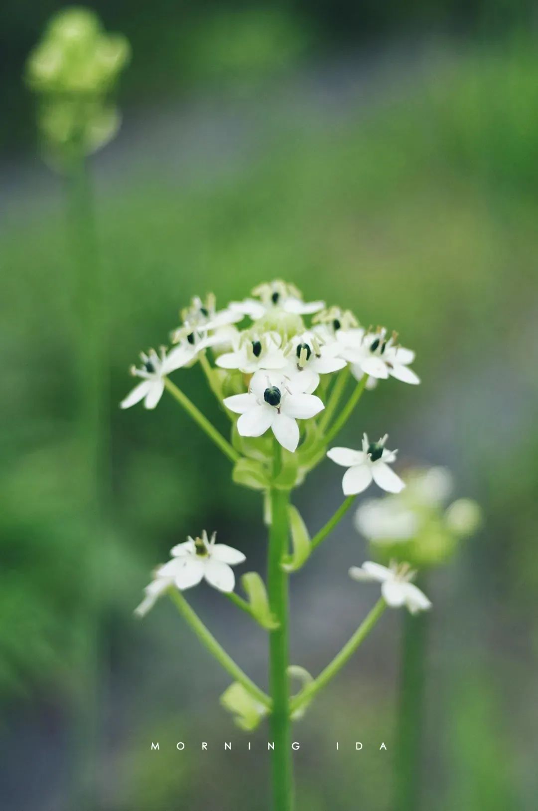 家里要有氛围感什么花比较好,家里高级的花