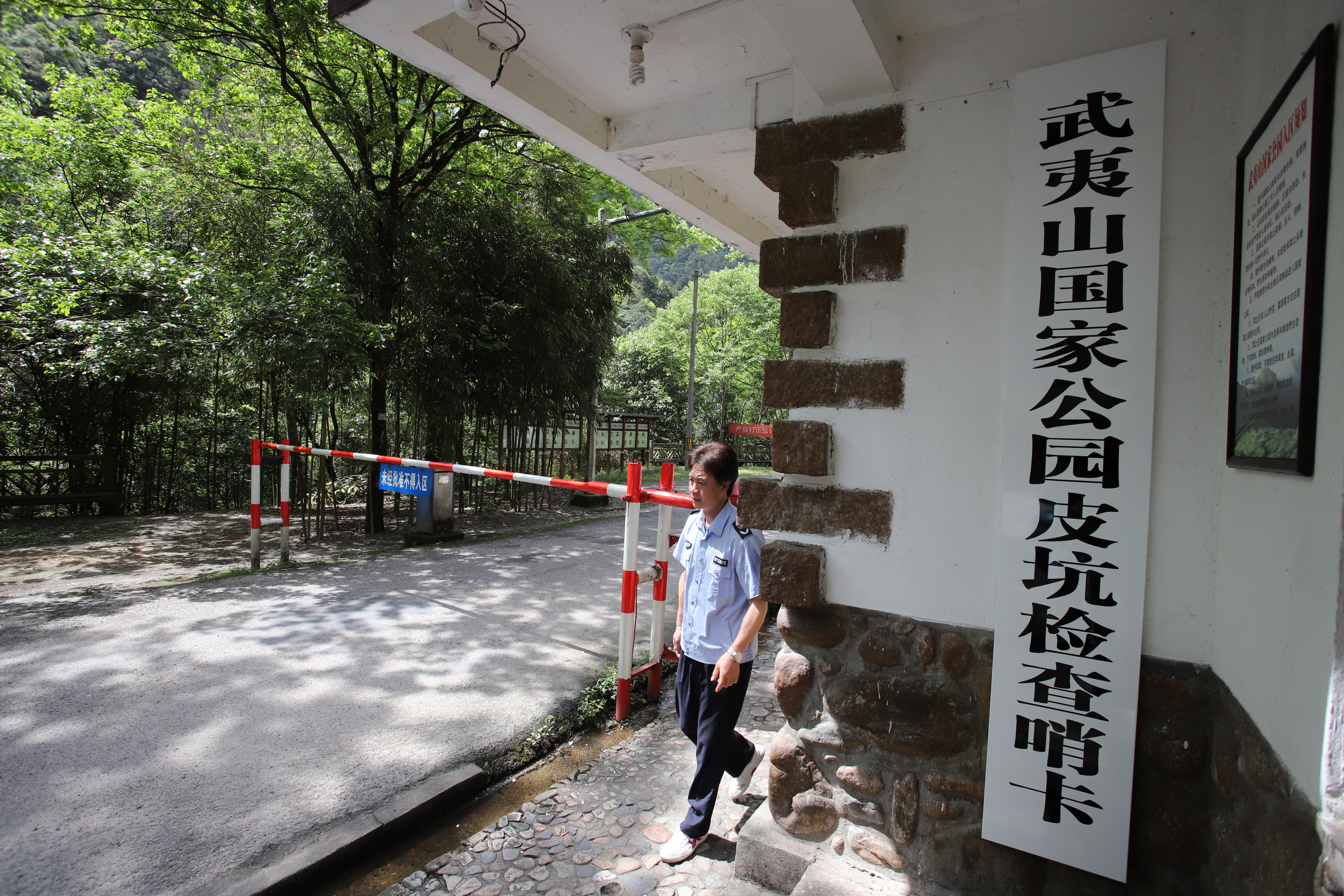 正宗武夷山桐木关武夷野茶,武夷山桐木关红茶野茶