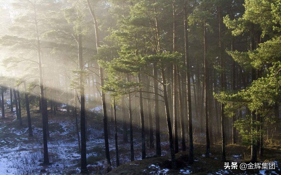 金辉地产最好的小区,金辉最好的房源