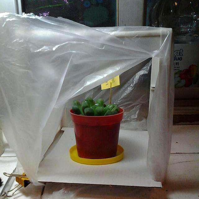 富贵竹怎么才不被冻死,怎样防止富贵竹被冻死