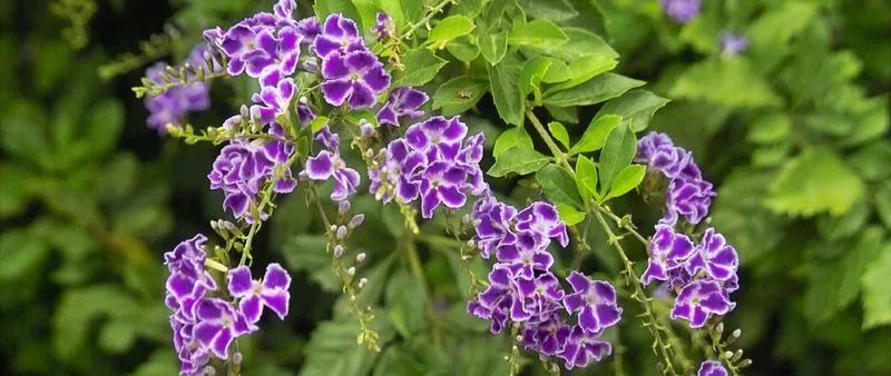 100种常见观叶植物图鉴史上最全,农村常见的100种植物