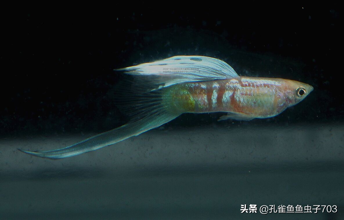 为啥我买的孔雀鱼尾巴特别小,为什么买的孔雀鱼养不活