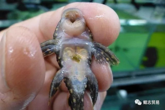 鱼会长虱子吗,鱼身上的水虱子