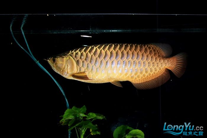 金龙鱼全过背是什么,金龙鱼最大纪录
