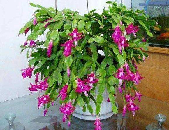 扦插月季要用生根粉泡多久,生根粉兑水扦插月季