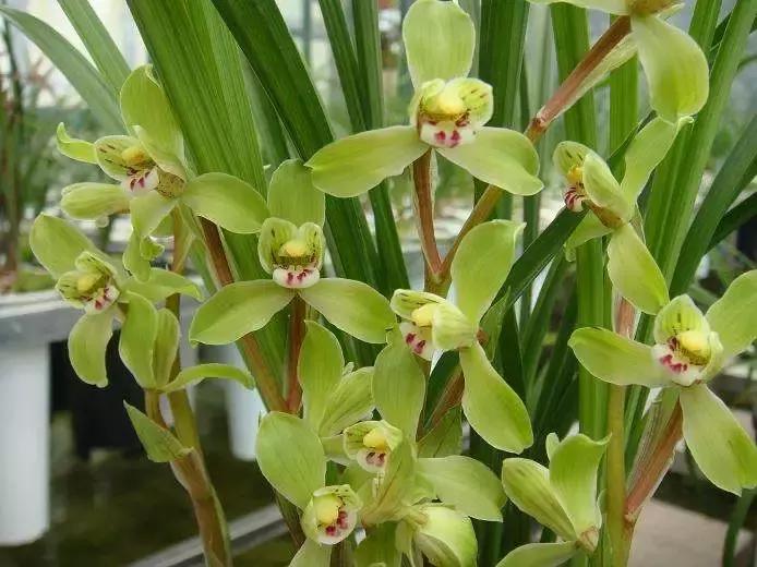 翠绿的兰草,茂盛的兰草