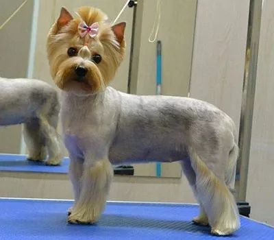 把狗毛全部剃掉对身体好吗,把狗毛都剃了狗会生气吗