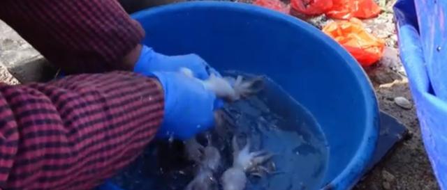 青岛泊里大集海鲜烩饼加工费,青岛海鲜早市海鲜烩饼