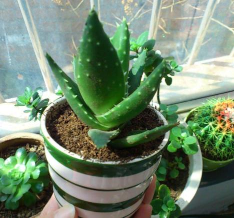 冬季耐寒庭院的八种植物,室内适合养的18种植物及图片