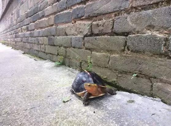 黄缘乌龟宠物,黄缘龟喜欢的植物