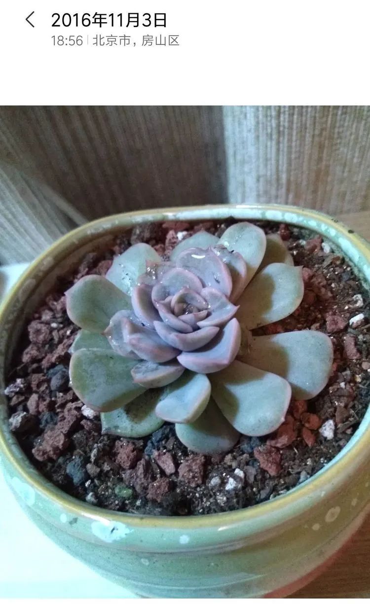 每一棵多肉都承载了一段时光,每一棵多肉都是独一无二