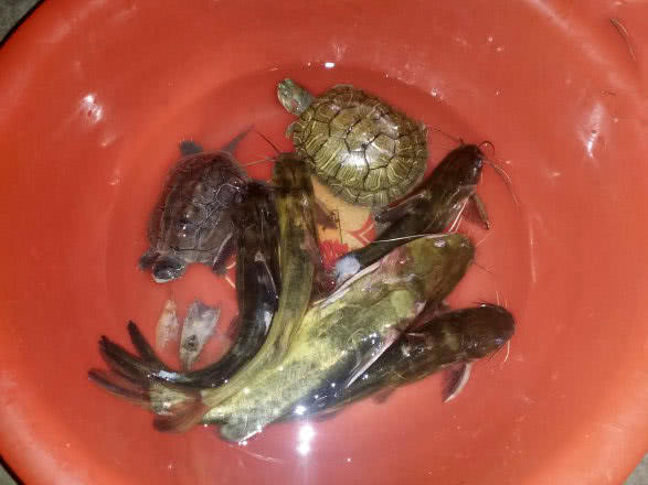 黄颡鱼叫什么名字,黄颡鱼湖南这边叫什么